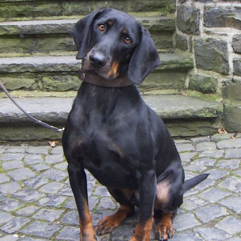 Австралийская Борзая (Австралия)