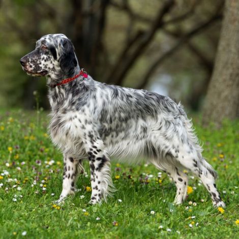 Английский Сеттер (Великобритания)