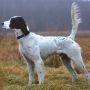 Английский Сеттер (Великобритания)