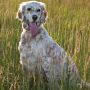 Английский Сеттер (Великобритания)