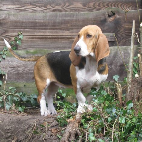 Артезиано-Норманский Бассет (Франция)