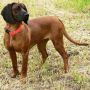Баварская Следовая Гончая (Германия)