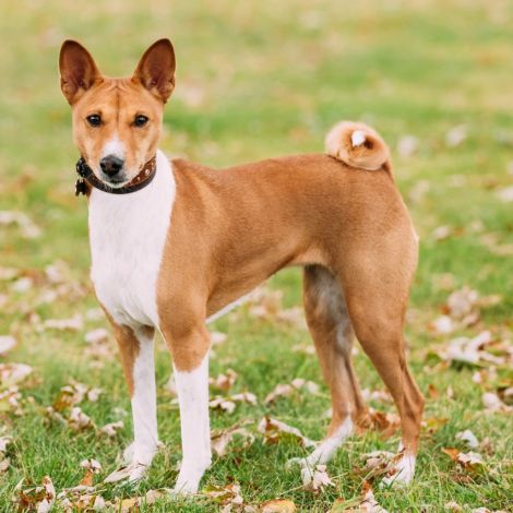 Басенджи (Центральная Африка - Великобритания)