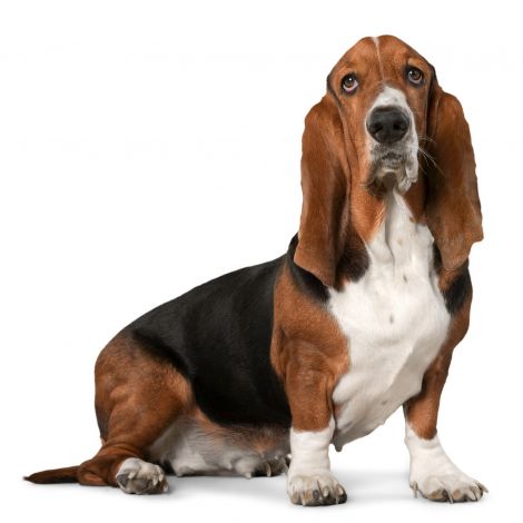 Бассет Хаунд (Великобритания)