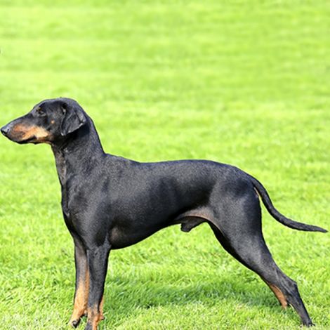 Манчестер терьер (Великобритания)