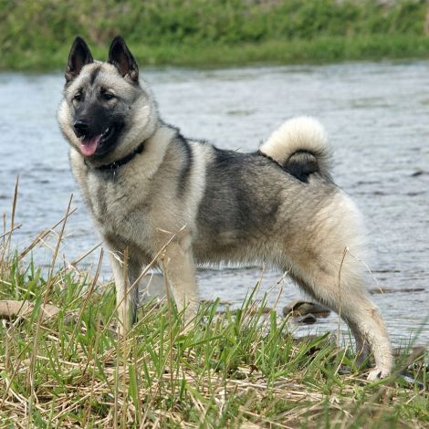 Норск Элгхунд Гра (серый) (Норвегия)