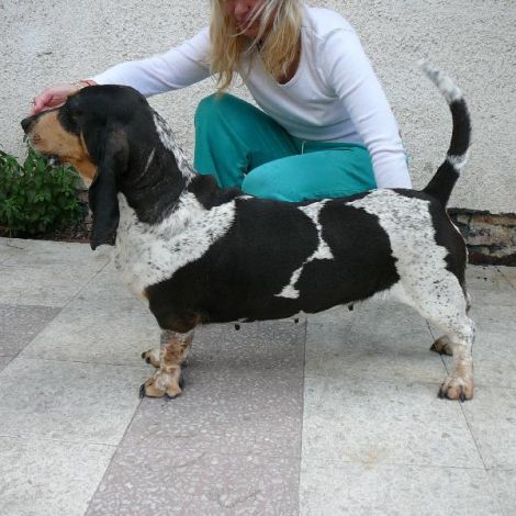 Голубой Гасконский Бассет (Франция)