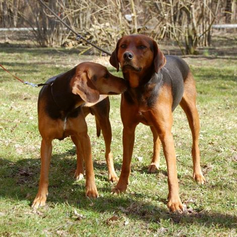 Гончая Шиллера (Швеция)