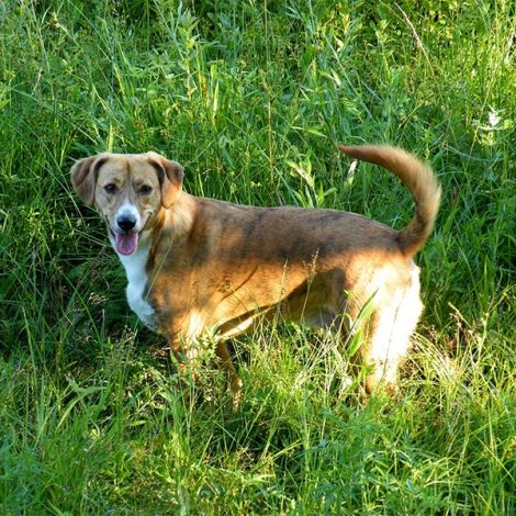 Горная Гончая (США)