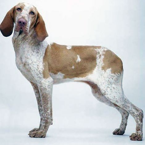 Итальянская Легавая (Италия)