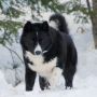 Карельская Медвежья Собака (Финляндия)
