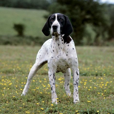 Овернский Бракк/Голубой Оверский Бракк (Франция)