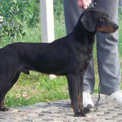 Планинский Гонич/Черногорский Планинский Гонич (Югославия)