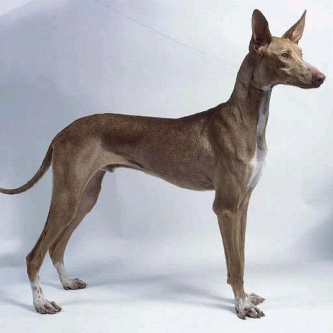 Поденко Канарио (Испания)