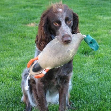 Понт-Одемерский Спаниель (Франция)