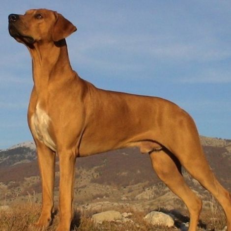 Родезийский риджбек (Южная Африка - Зимбабве)