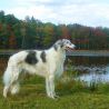 Русская псовая борзая (Россия)