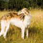 Русская псовая борзая (Россия)