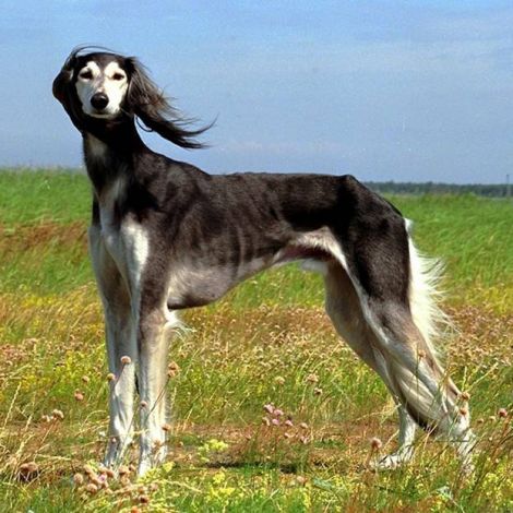 Салюки (Ближний Восток - F.C.I.)