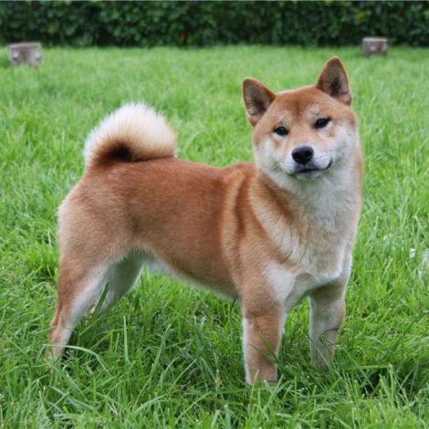 Шиба Ину/Сиба Ину/Shiba Inu (Япония)