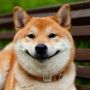 Шиба Ину/Сиба Ину/Shiba Inu (Япония)