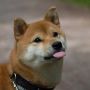 Шиба Ину/Сиба Ину/Shiba Inu (Япония)