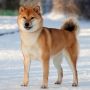 Шиба Ину/Сиба Ину/Shiba Inu (Япония)