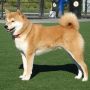 Шиба Ину/Сиба Ину/Shiba Inu (Япония)