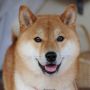 Шиба Ину/Сиба Ину/Shiba Inu (Япония)