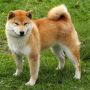 Шиба Ину/Сиба Ину/Shiba Inu (Япония)