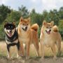 Шиба Ину/Сиба Ину/Shiba Inu (Япония)