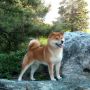 Шиба Ину/Сиба Ину/Shiba Inu (Япония)