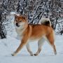 Шиба Ину/Сиба Ину/Shiba Inu (Япония)
