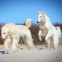 Тайган/Киргизская Борзая (Киргизия)