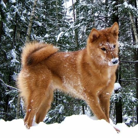 Суоменпистикорва/Финский Шпиц/Карело-финская Лайка (Финляндия)