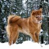 Суоменпистикорва/Финский Шпиц/Карело-финская Лайка (Финляндия)