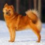 Суоменпистикорва/Финский Шпиц/Карело-финская Лайка (Финляндия)