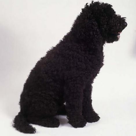 Французская Водяная Собака/Барбет (Франция)