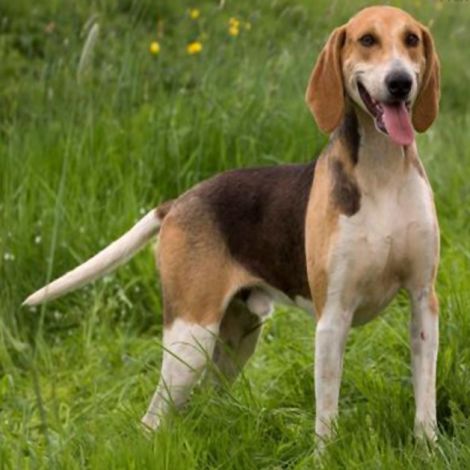 Французская Гончая (Франция)