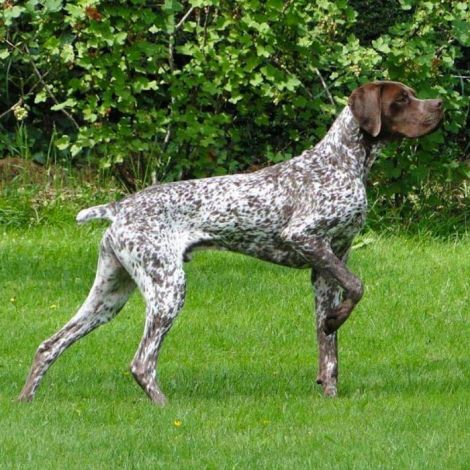 Французский Бракк Тип Пиренейский/Большой французкий бракк (Франция)