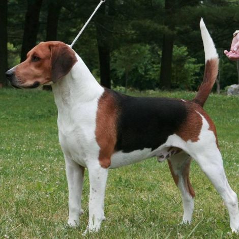 Харриер/Харрьер (Великобритания)