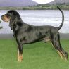 Черно-подпалый кунхаунд/Енотовая собака (США)