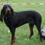 Черно-подпалый кунхаунд/Енотовая собака (США)