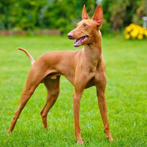 Чирнеко Дель Этна/Сицилийская Борзая (Италия)