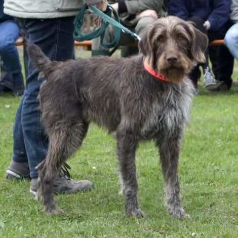 Штихельхаар/Немецкая Иглошерстная Легавая (Германия)