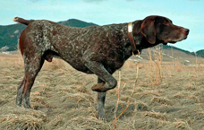 Классификация охотничьих пород собак