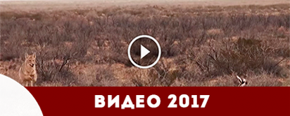 Видео охота 2017